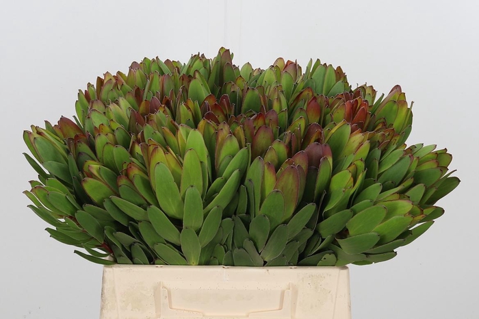 <h4>Leucadendron Saf Goldstrik</h4>