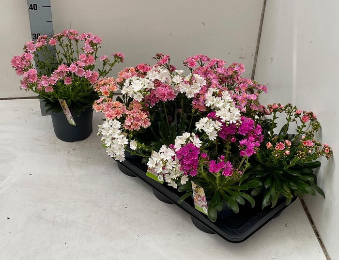 <h4>LEWI MOU DREAMS GEM</h4>