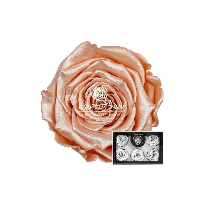 <h4>Xl Satin Peach Pea01</h4>