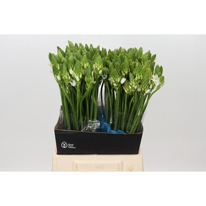 Ornithogalum Mount Fuji