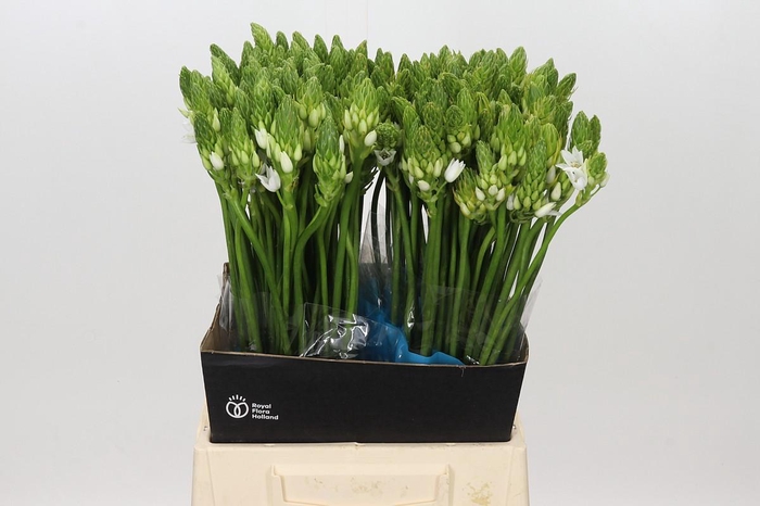 <h4>Ornithogalum Mount Fuji</h4>