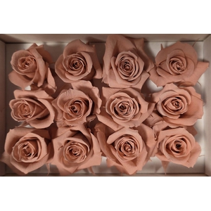 Ro Pres.. Dusty Pink (4cm)
