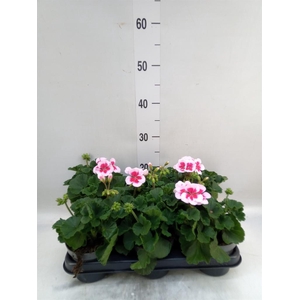 Pelargonium zona.   ...F1