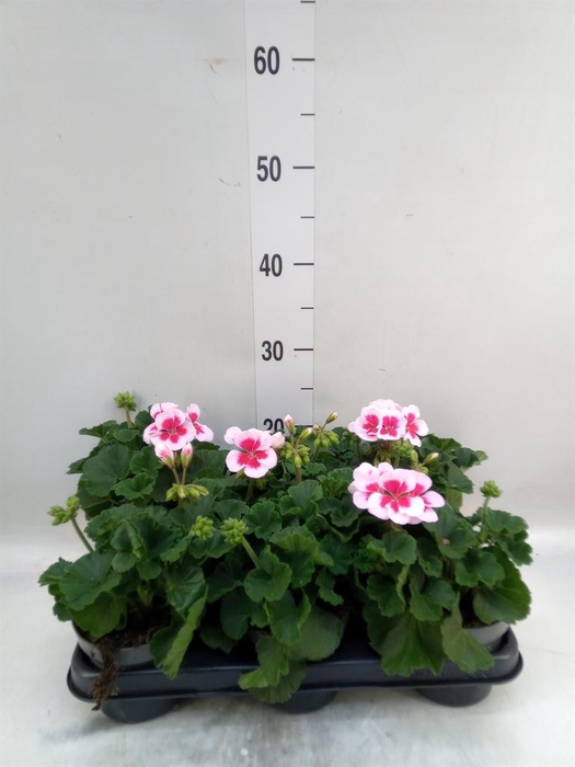 <h4>Pelargonium zona.   ...F1</h4>