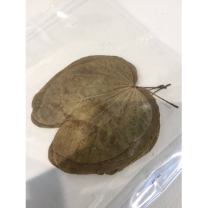 KANCHAN LEAVES NATURAL 6PCS