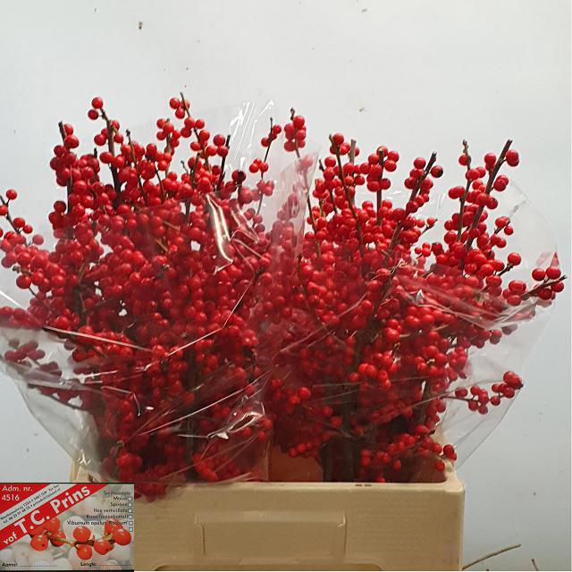 <h4>ILEX VE RODE BES</h4>