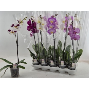 PHAL GEM