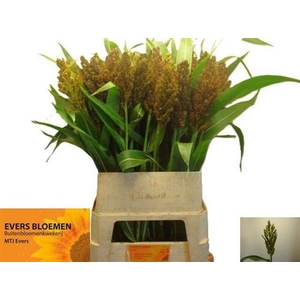Sorghum A Panselaria