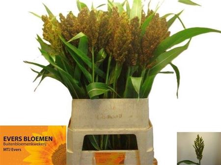 <h4>Sorghum A Panselaria</h4>