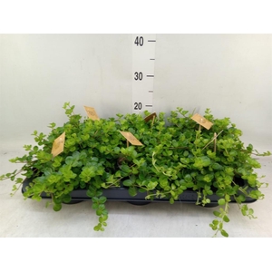 Peperomia rotundifolia