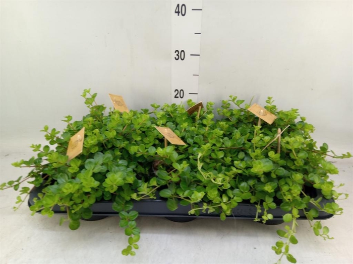 <h4>Peperomia rotundifolia</h4>