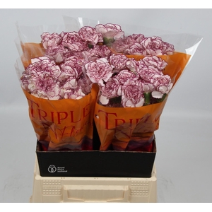 DI ST ROYAL DAMASCUS