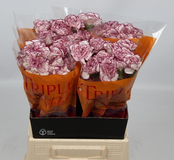 <h4>DI ST ROYAL DAMASCUS</h4>