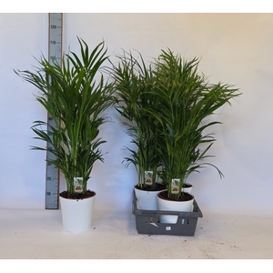 DYPSIS LUTESCENS