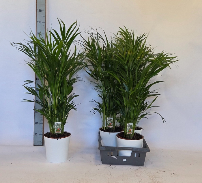 <h4>DYPSIS LUTESCENS</h4>