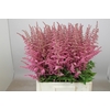 Astilbe Loud And Proud