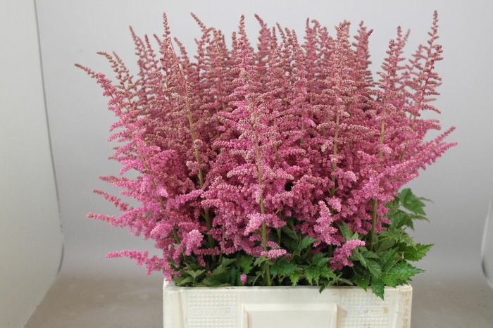Astilbe Loud And Proud