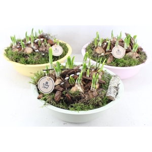 arr4 Narcis PL - Zink Ilse schaal hoog mix