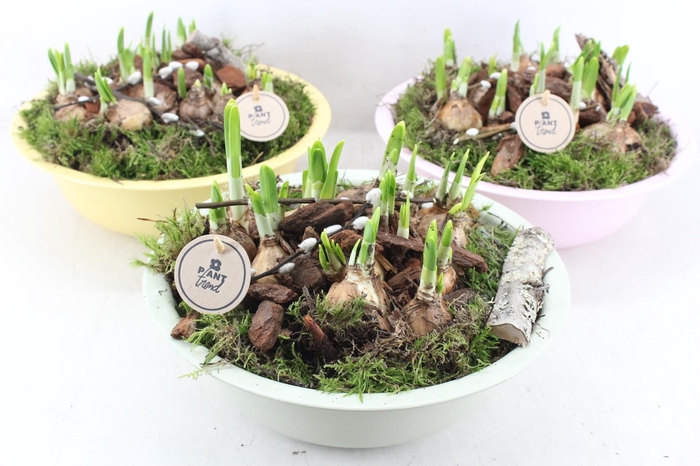 <h4>arr4 Narcis PL - Zink Ilse schaal hoog mix</h4>