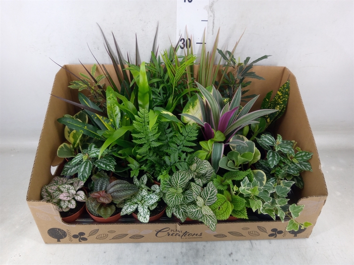 <h4>Planten Groen   ...mix 24</h4>