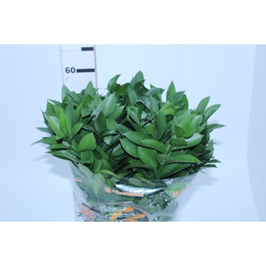 FOLHAGEM RUSCUS 060 CM