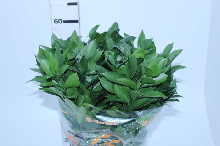 FOLHAGEM RUSCUS 060 CM