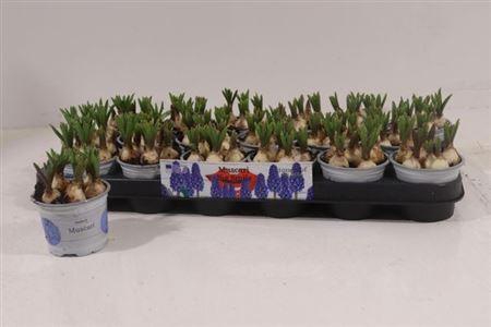 <h4>Muscar Big Smile</h4>