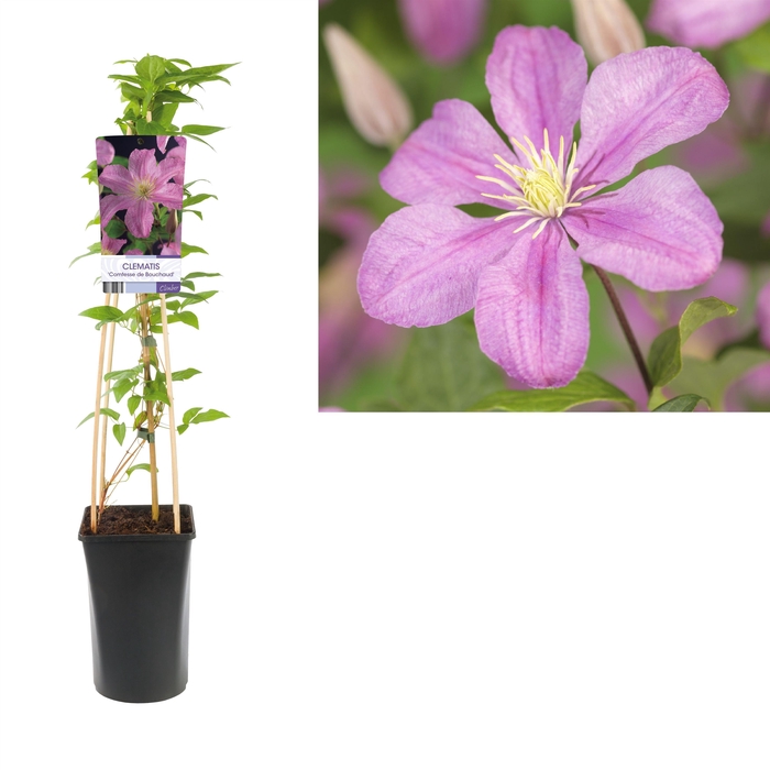 <h4>Clematis 'Comtesse de Bouchaud' +light label</h4>
