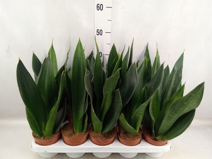 Sansevieria trifa.   ...