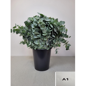 EUC CINEREA PER STEEL -IT-