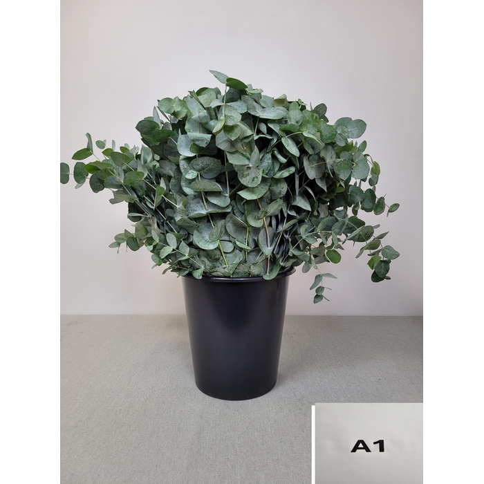 <h4>EUC CINEREA PER STEEL -IT-</h4>