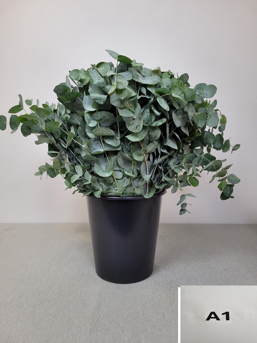 EUC CINEREA PER STEEL -IT-