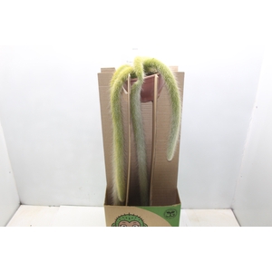 CACTUS RABO DE MACACO C18 PENDENTE