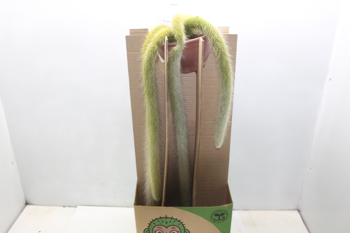 <h4>CACTUS RABO DE MACACO C18 PENDENTE</h4>