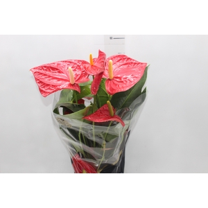 ANTHURIUM OREGON P19 VERMELHO PREMIUM