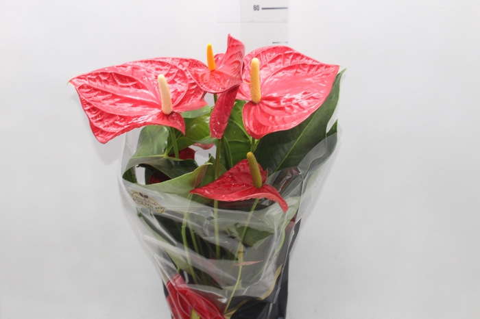 <h4>ANTHURIUM OREGON P19 VERMELHO PREMIUM</h4>