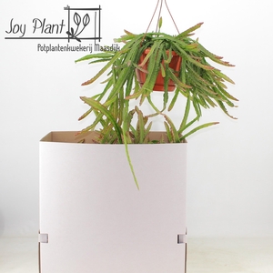 LEPISMIUM CRUCIFORME