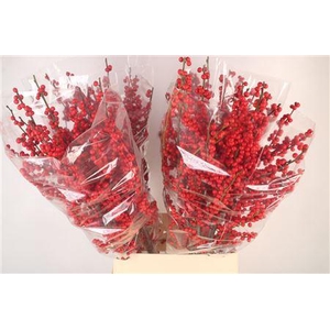 Ilex Verticilata Red Ex