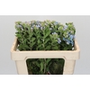 Oxypetalum Tweedia Blue