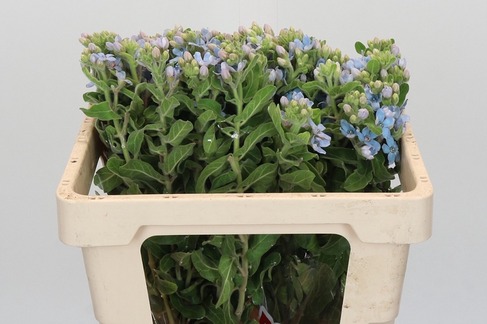 Oxypetalum Tweedia Blue