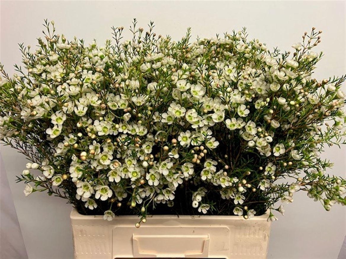 <h4>CHAME ME SIRIUS</h4>