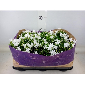 Campanula porten. 'Royal'