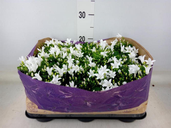 <h4>Campanula porten. 'Royal'</h4>