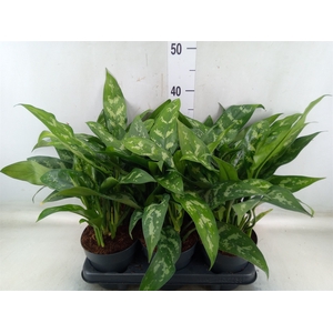 Aglaonema  'Maria'