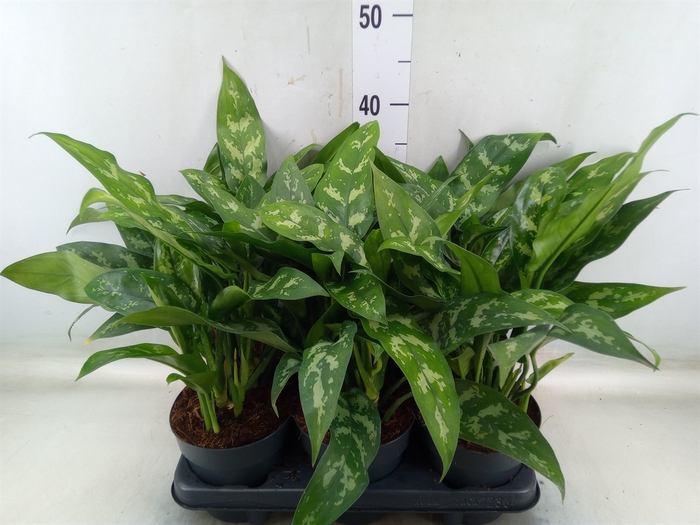 <h4>Aglaonema  'Maria'</h4>