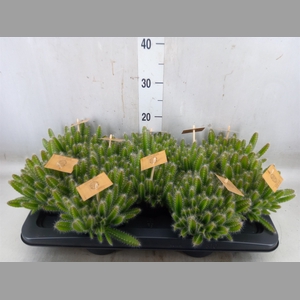 Hylocereus undatus
