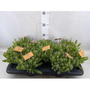 Hylocereus undatus
