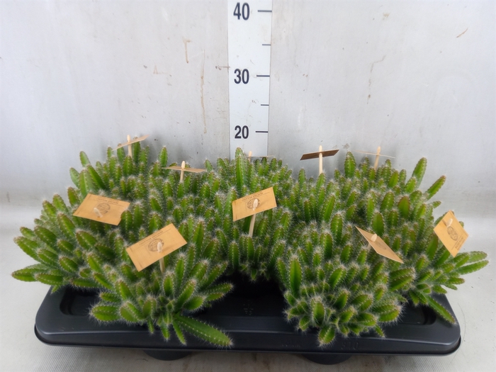 <h4>Hylocereus undatus</h4>