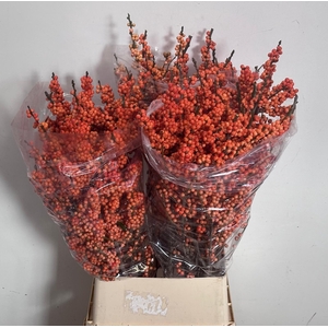 ILEX VE WINTER GOLD