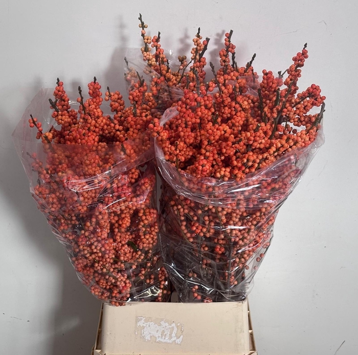 <h4>ILEX VE WINTER GOLD</h4>